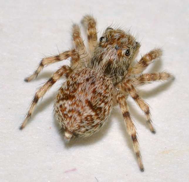Salticidae